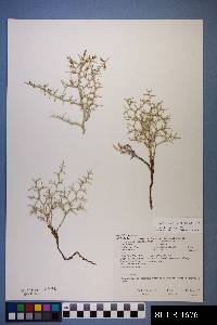 Pleiacanthus spinosus image